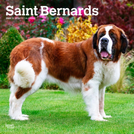 Saint Bernards 2025 12 X 24 Inch Monthly Square