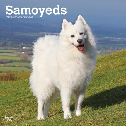 Samoyeds 2025 12 X 24 Inch Monthly Square Wall