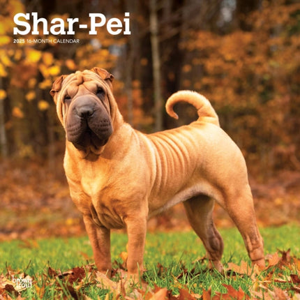 Shar Pei 2025 12 X 24 Inch Monthly Square Wall