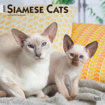 Siamese Cats 2025 12 X 24 Inch Monthly Square