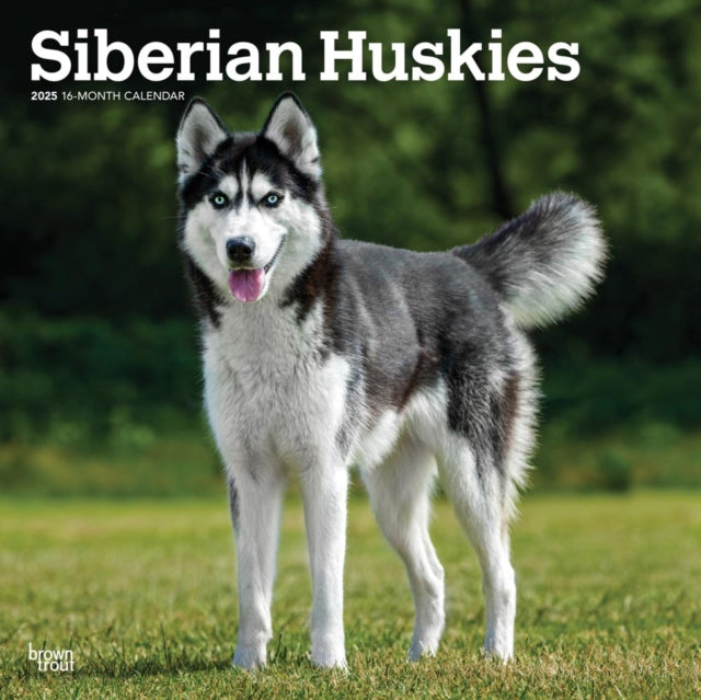 Siberian Huskies 2025 12 X 24 Inch Monthly Square Wall Calendar PlasticFree