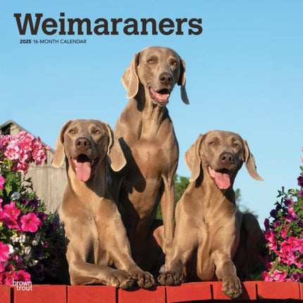 Weimaraners 2025 12 X 24 Inch Monthly Square Wall