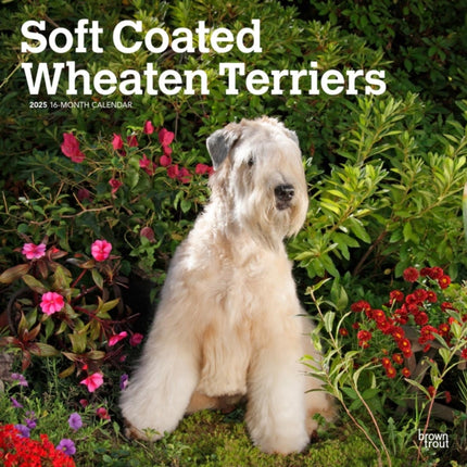 Soft Coated Wheaten Terriers 2025 12 X 24 Inch