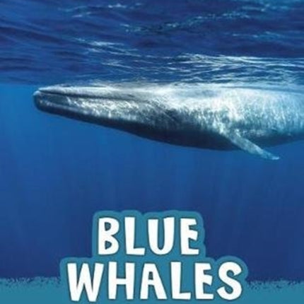 Blue Whales