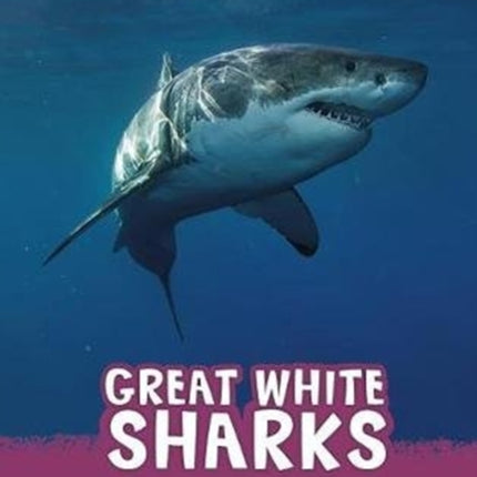 Great White Sharks