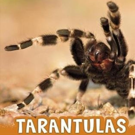 Tarantulas