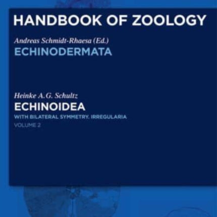 Echinoidea: with bilateral symmetry. Irregularia