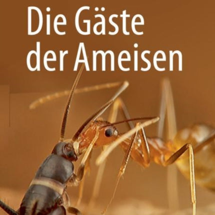 Die Gäste der Ameisen: Wie Myrmecophile mit ihren Wirten interagieren