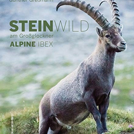 Alpine Ibex: Steinwild Am Großglockner