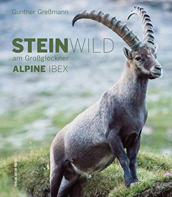 Alpine Ibex: Steinwild Am Großglockner