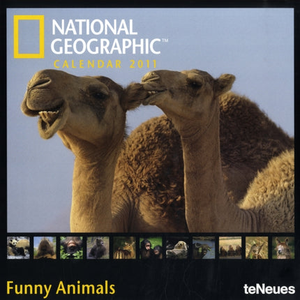 2011 NG Funny Animals Grid Calendar Square Wall