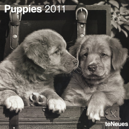 2011 Puppies Grid Calendar Square Wall Cal