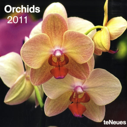 2011 Orchids Grid Calendar Square Wall Cal