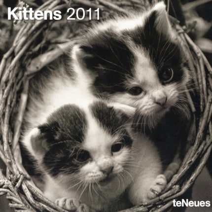2011 Kittens Grid Calendar Square Wall Cal