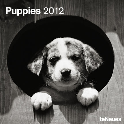 2012 Puppies Grid Calendar