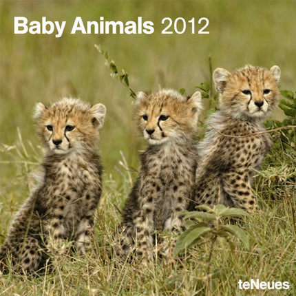 2012 Baby Animals Grid Calendar