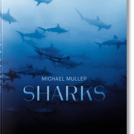 Michael Muller. Sharks