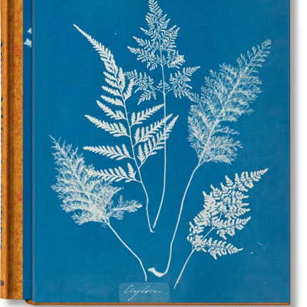 Anna Atkins. Cyanotypes