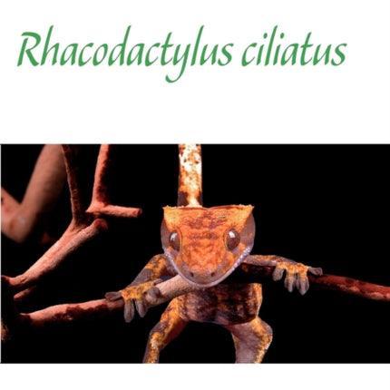 Rhacodactylus ciliatus: Neukaledonischer Kronengecko