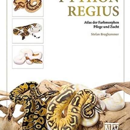 Python regius