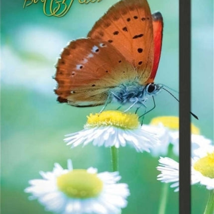 Butterflies 2014