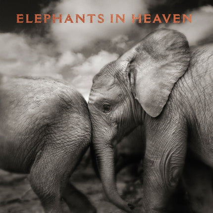 Elephants in Heaven
