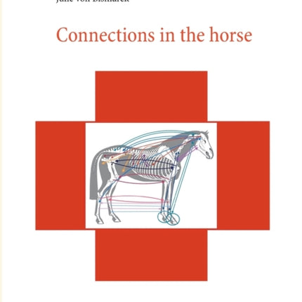 Connections in the horse