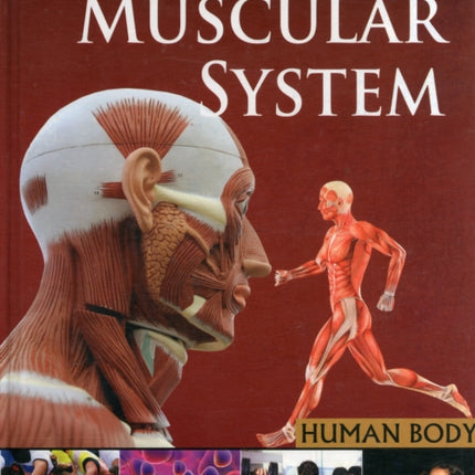 Muscular System