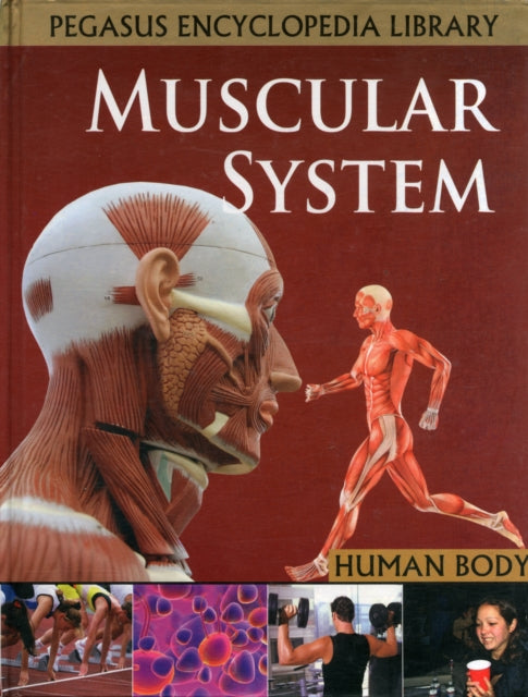 Muscular System