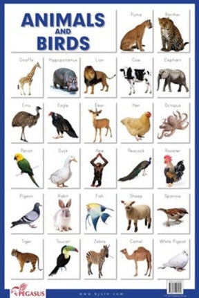 Animals & Birds