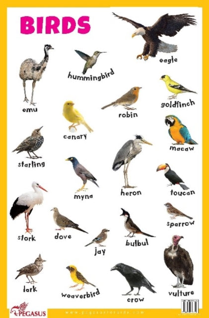 Birds Educational Chart