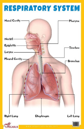 Respiratory System Educational Chart