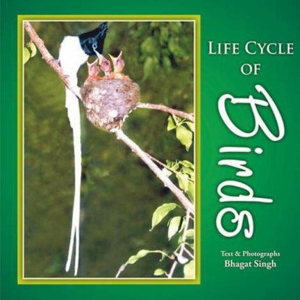 Life Cycle of Birds