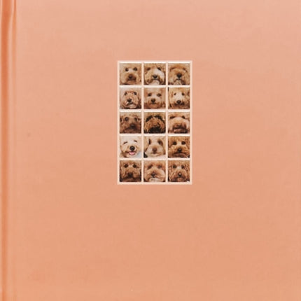 APRICOT POODLE