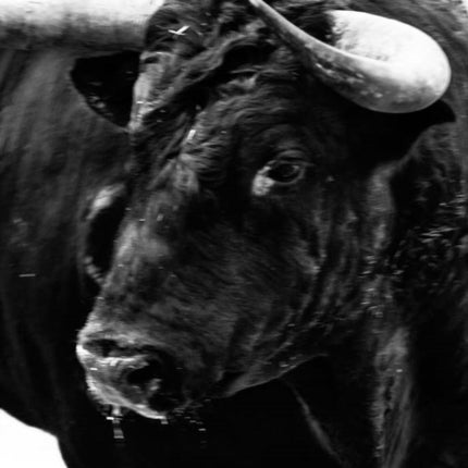 Carlos Cazalis: Sangre de Reyes