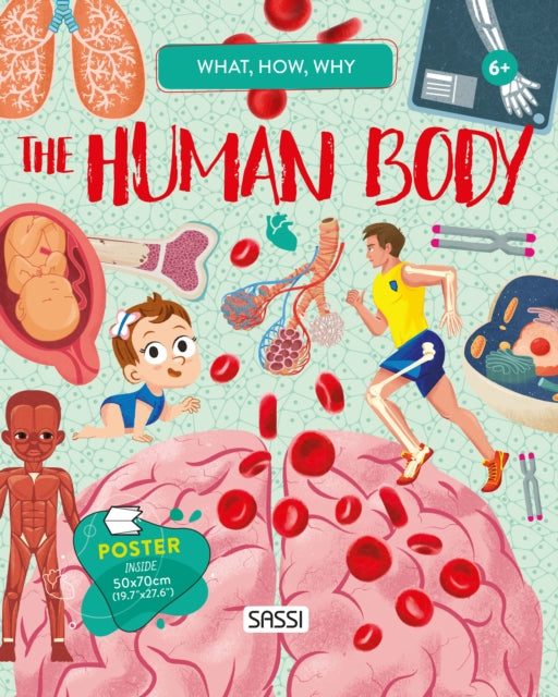 The Human Body