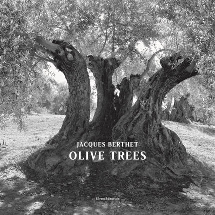 Olive Trees: Jacques Berthet