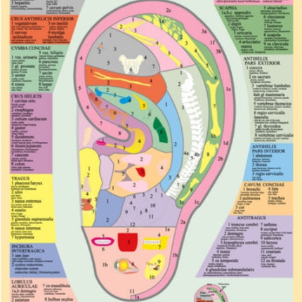 Auriculo Terapia -- A2