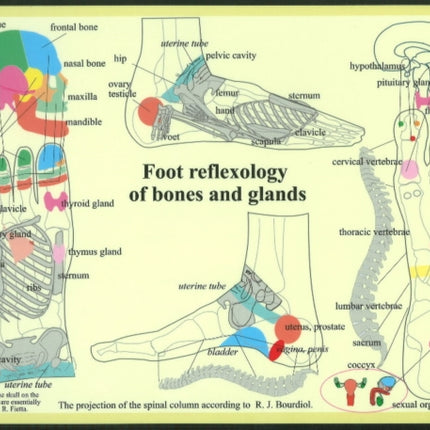 Foot Reflexology of Bones & Glands -- A4