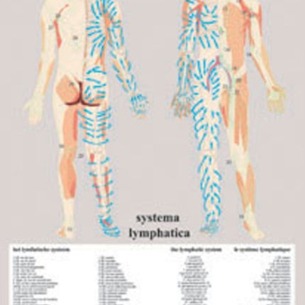 Systema Lymphatica -- A2