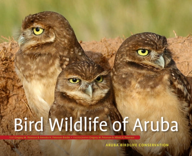 Bird Wildlife of Aruba