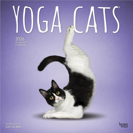 Yoga Cats Official 2026 12 X 24 Inch Hanging