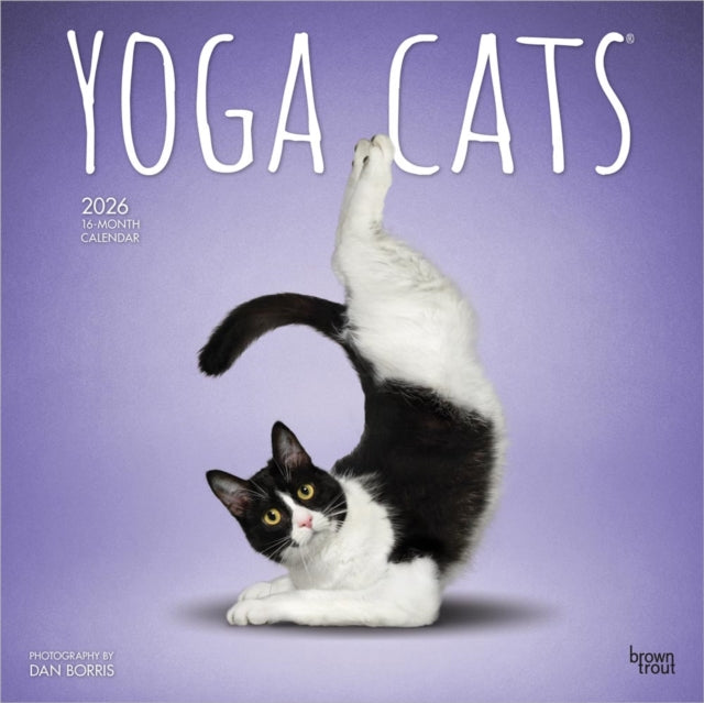 Yoga Cats Official 2026 12 X 24 Inch Hanging