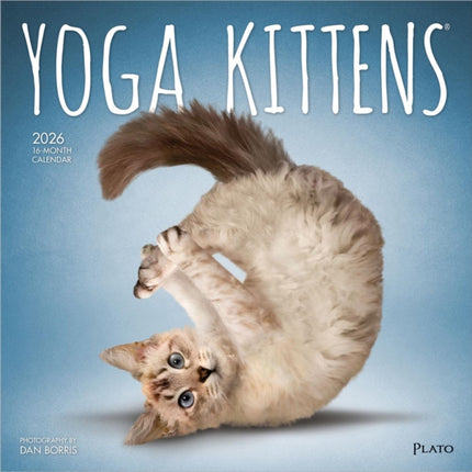 Yoga Kittens  Kätzchen Yoga 2026  16Monatskalender