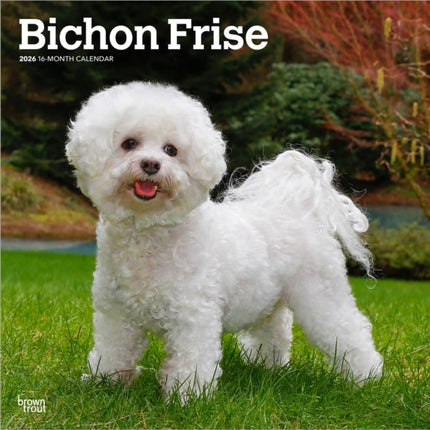 Bichon Frisé 2026  16Monatskalender