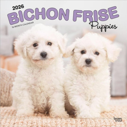 Bichon Frisé Puppies  Bichon Frisé Welpen 2026  16Monatskalender