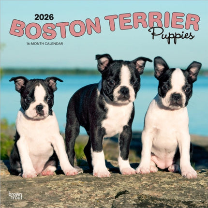 Boston Terrier Puppies  Boston Terrier Welpen 2026  16Monatskalender