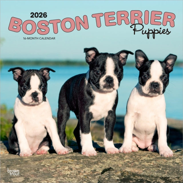 Boston Terrier Puppies  Boston Terrier Welpen 2026  16Monatskalender