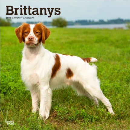 Brittanys  Bretonischer Vorstehhund 2026  16Monatskalender