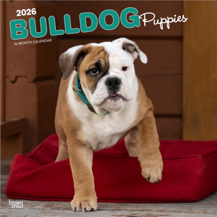 Bulldog Puppies  Bulldogge Welpen 2026  16Monatskalender